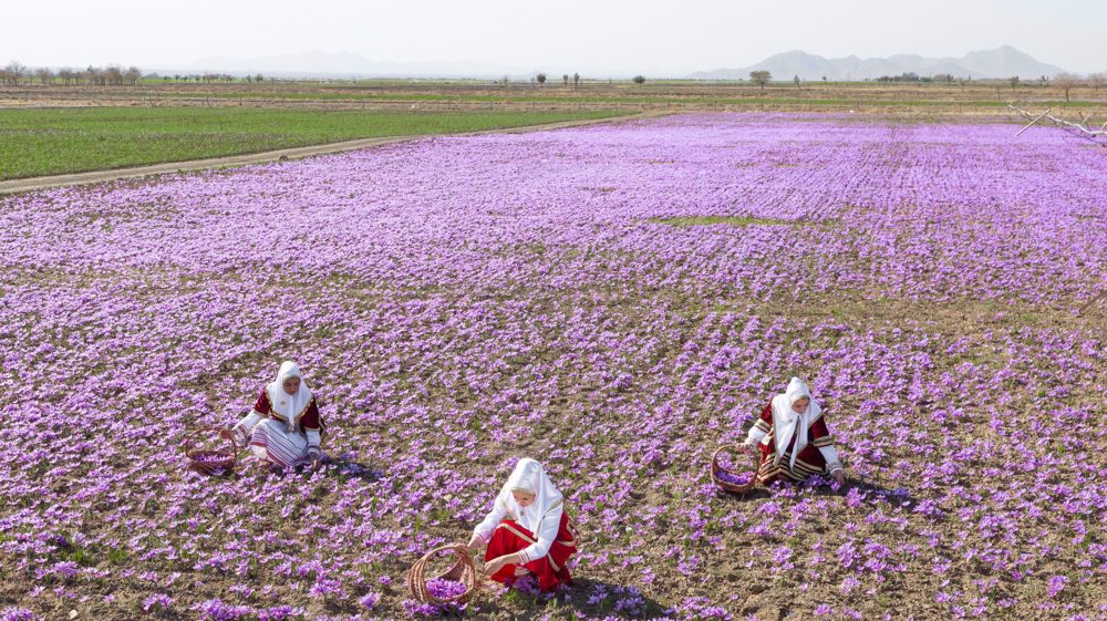 Saffraanvelden in Iran